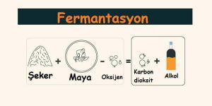 Fermantasyon ne demek